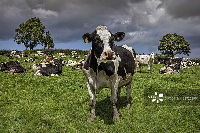 正在吃草的荷斯坦奶牛图片素材