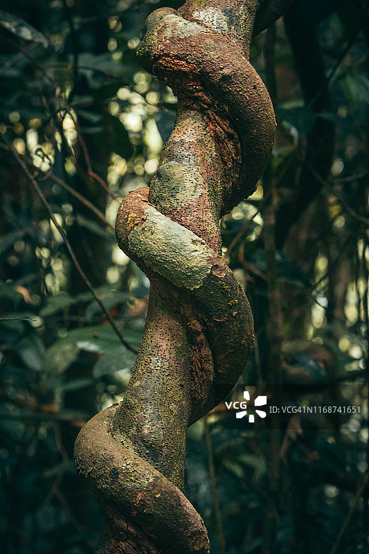 热带雨林中的藤蔓图片素材