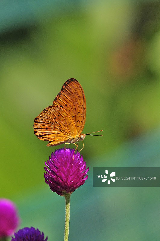 蝴蝶栖息在植物上图片素材