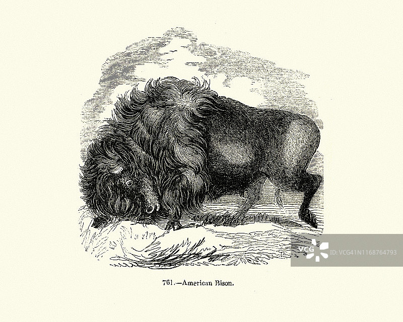 美洲野牛（Bison bison），19世纪图片素材
