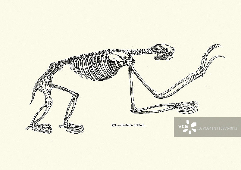 树懒骨骼图片素材