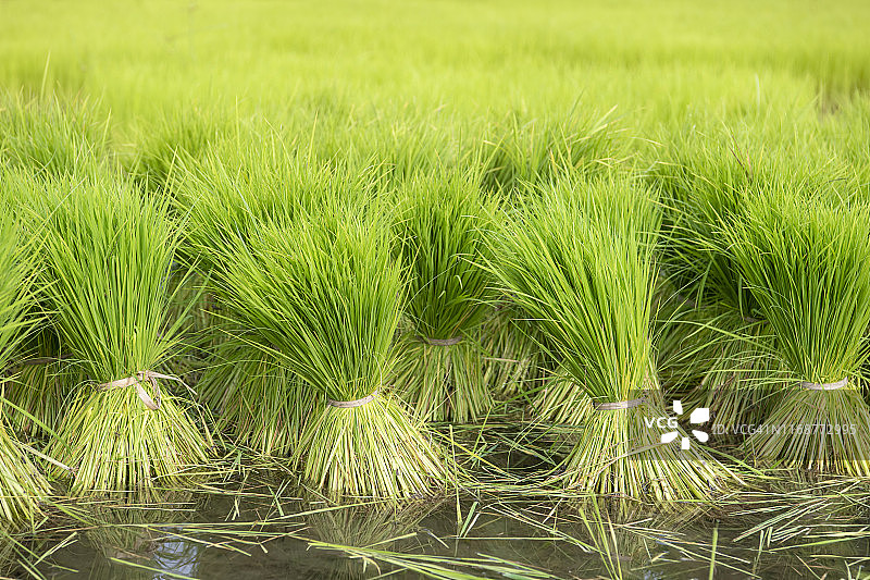 为水稻种植准备的稻苗。有机稻田。图片素材
