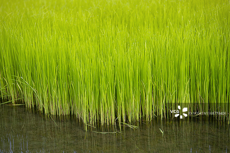 为水稻种植准备的稻苗。有机稻田。图片素材
