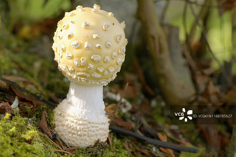 在加拿大西部森林地面上发现的黄白色蘑菇（毒蝇伞变种）图片素材