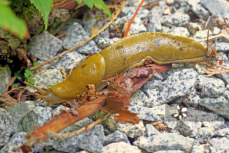 太平洋香蕉蛞蝓图片素材