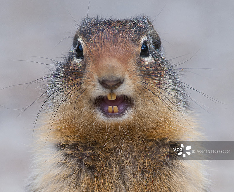 啮齿动物的门牙：哥伦比亚地松鼠图片素材