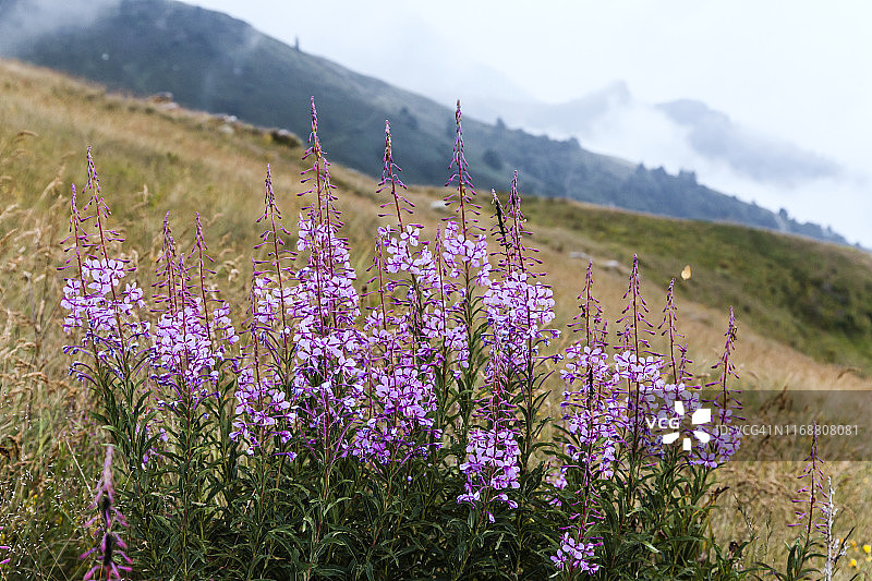 柳兰，Chamaenerion angustifolium图片素材