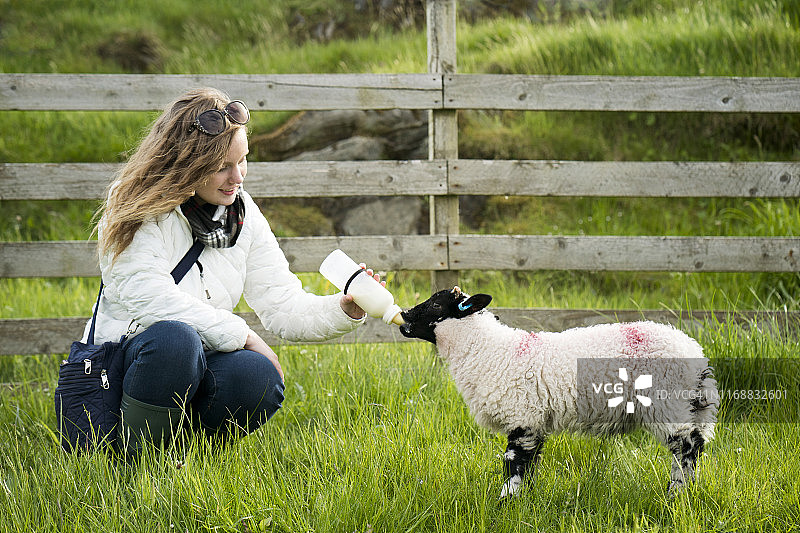 游客在苏格兰喂小羊羔图片素材