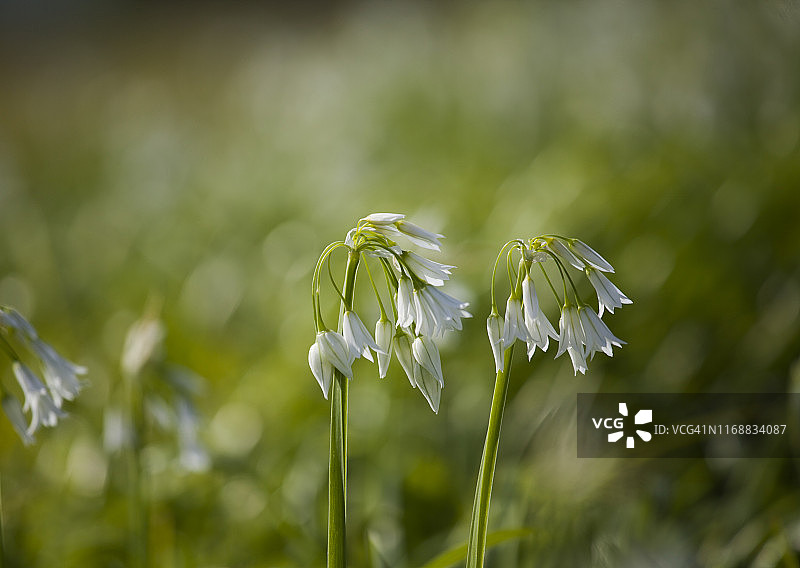 三棱韭或杂草葱的花朵，背景虚化图片素材