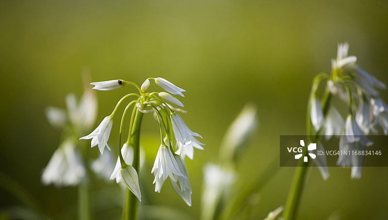 三棱韭或杂草葱的花朵，背景虚化图片素材