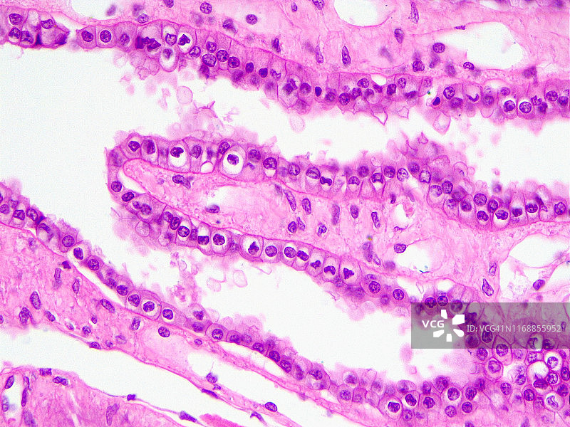 立方上皮细胞光显微照片图片素材