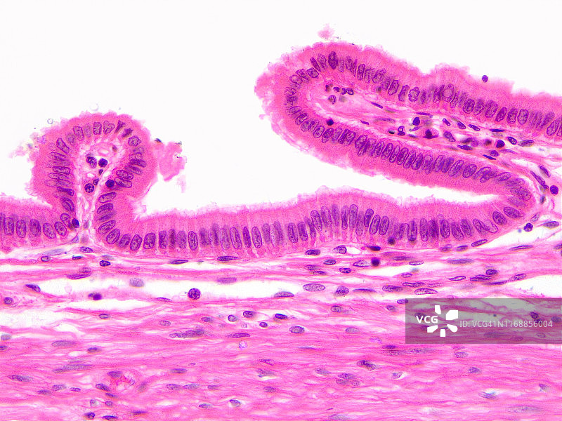 简易柱状上皮细胞，40倍光学显微照片图片素材
