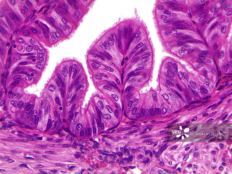 简约纤毛柱状上皮细胞，40倍光学显微照片图片素材