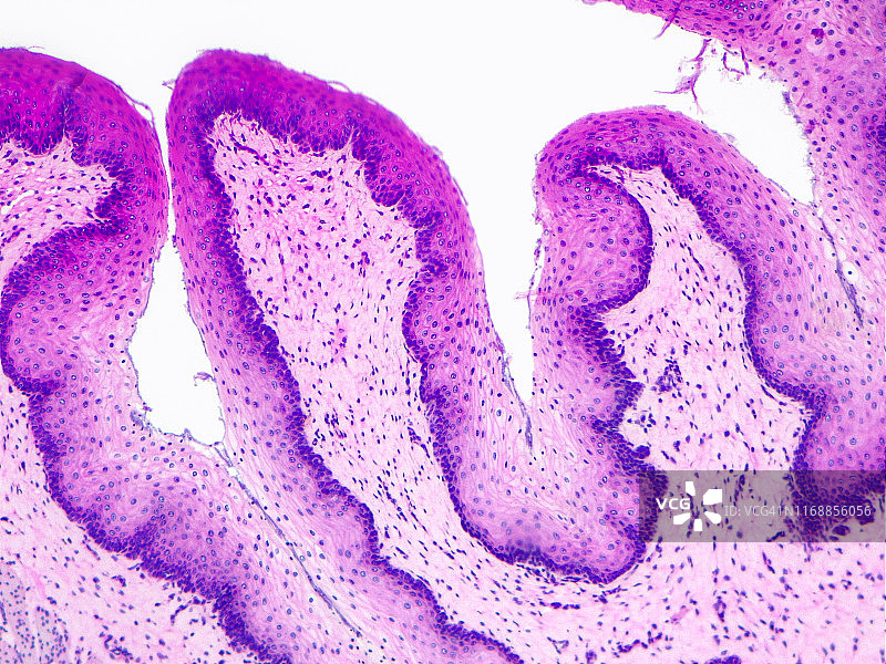 复层扁平上皮，10倍光显微照片图片素材