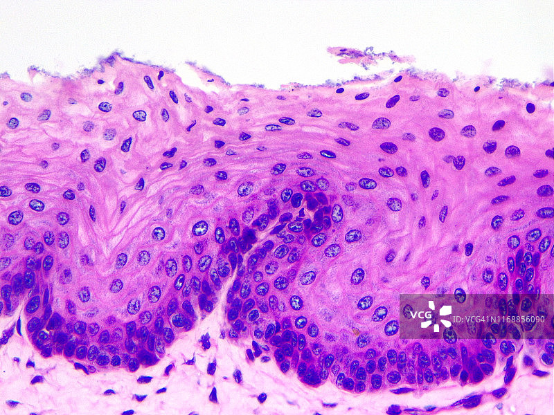 复层鳞状上皮，40倍光学显微照片图片素材