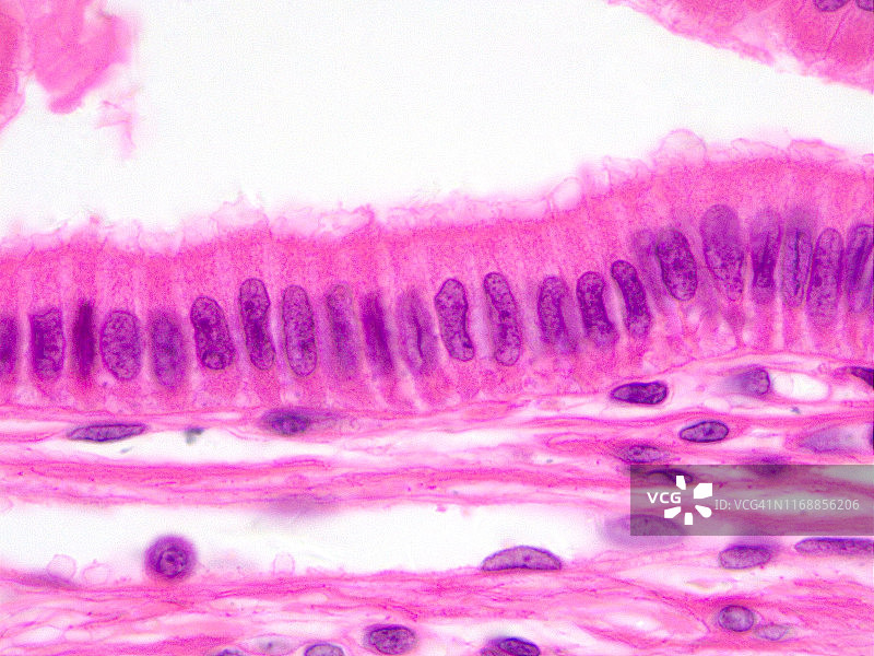 柱状上皮细胞显微照片（100倍放大）图片素材