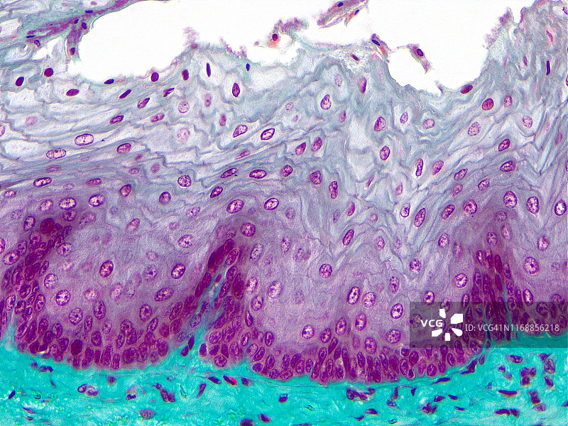 复层鳞状上皮，40倍光学显微照片图片素材