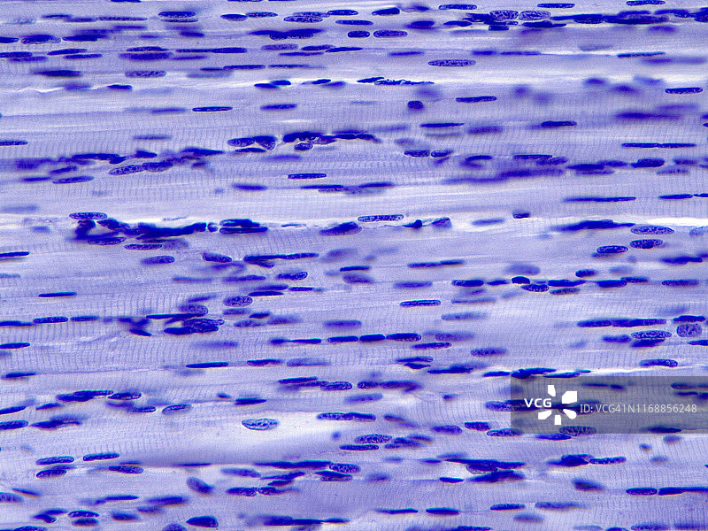 骨骼肌纤维纵切面，40倍光学显微照片图片素材