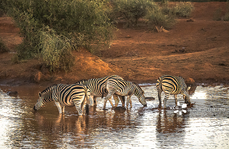水塘里的斑马图片素材