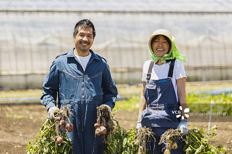 日本马铃薯农场的工作场景图片素材