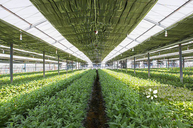 日本的鲜花温室图片素材