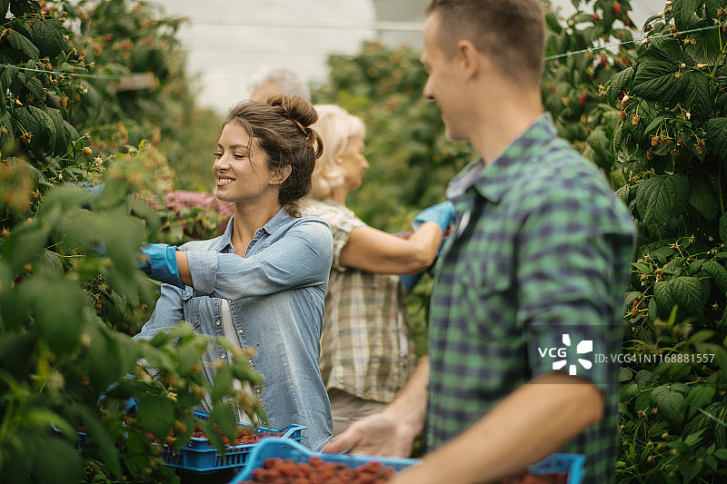 情侣在覆盆子农场采摘图片素材