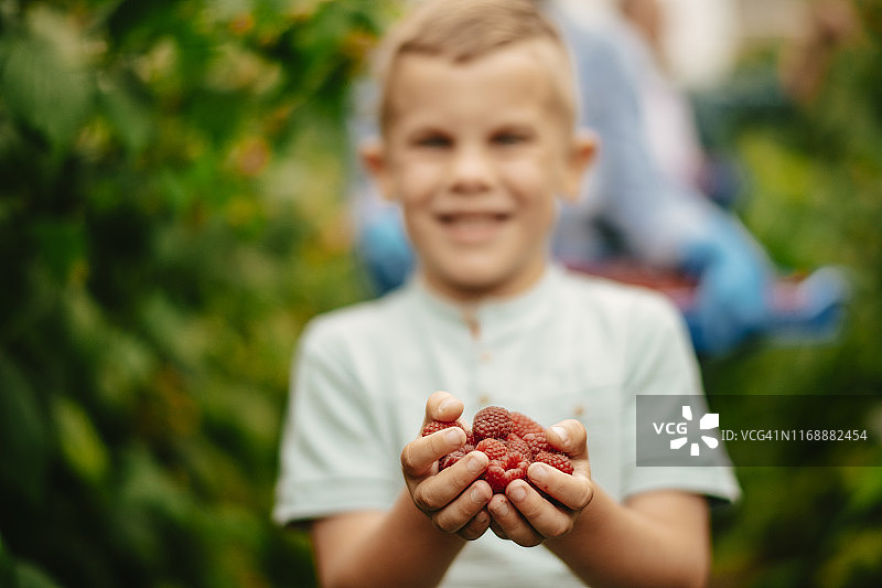 可爱的孩子帮忙采摘覆盆子图片素材