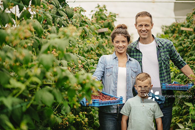 一家人在覆盆子农场收获图片素材