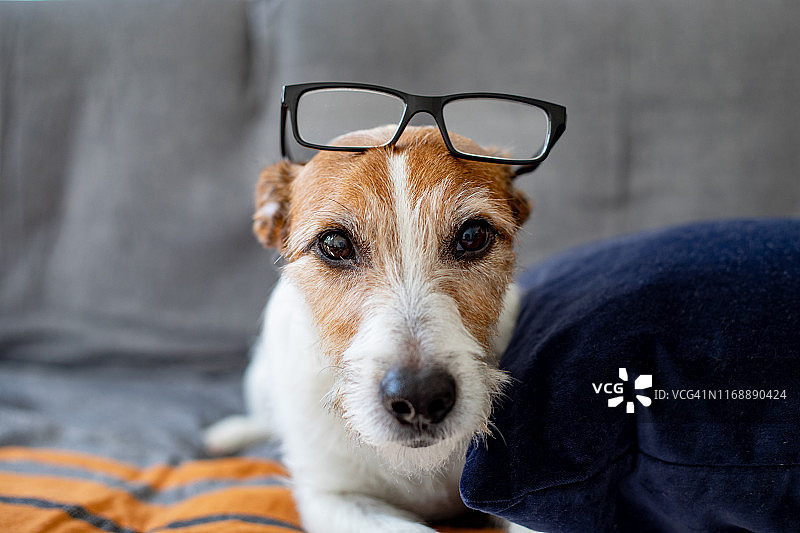 聪明的帕森罗塞尔梗犬头戴眼镜直视镜头图片素材