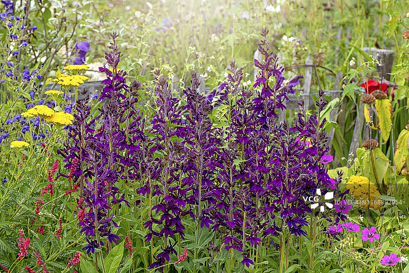 阳光下美丽夏天绽放的紫色鼠尾草花朵特写图片素材