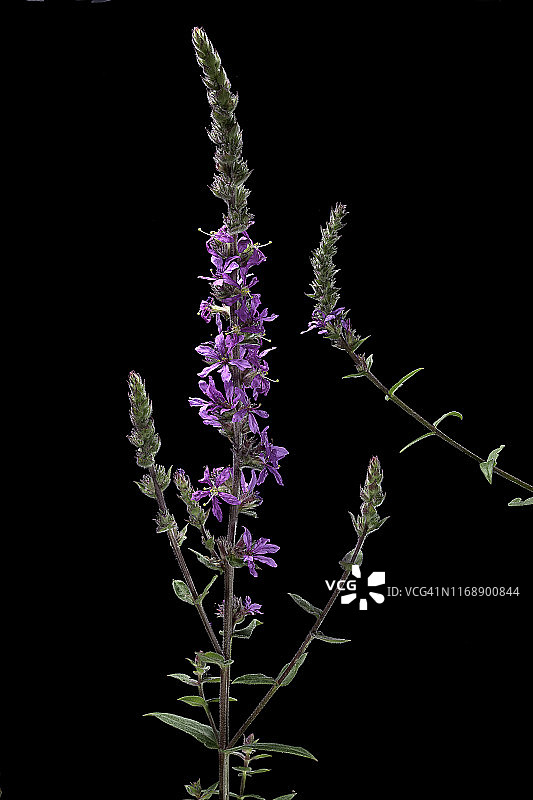 千屈菜图片素材