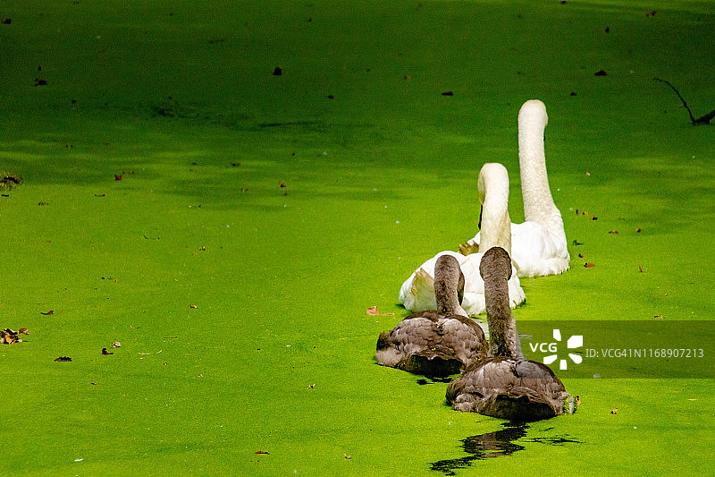 德国施普雷瓦尔德，河上天鹅家族与小天鹅图片素材