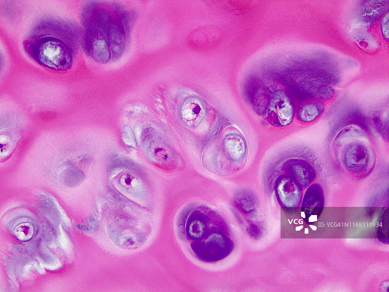 透明软骨，40倍光学显微照片图片素材