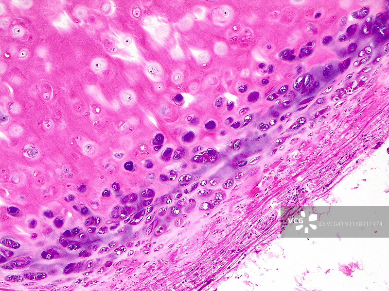 透明软骨10倍光学显微照片图片素材