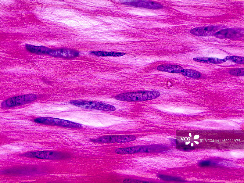 平滑肌纵切面100倍光学显微照片图片素材