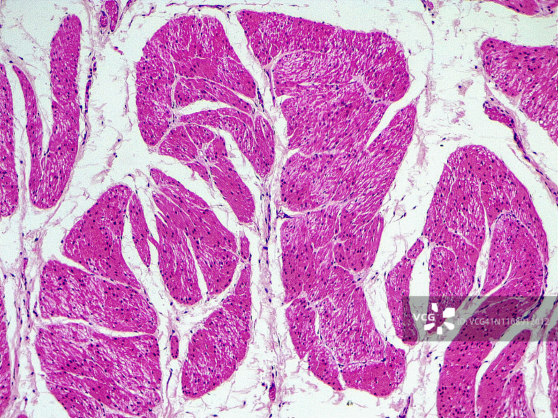 平滑肌横截面10倍光学显微照片图片素材