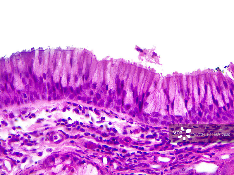 假复层纤毛柱状上皮（40倍光学显微镜）图片素材