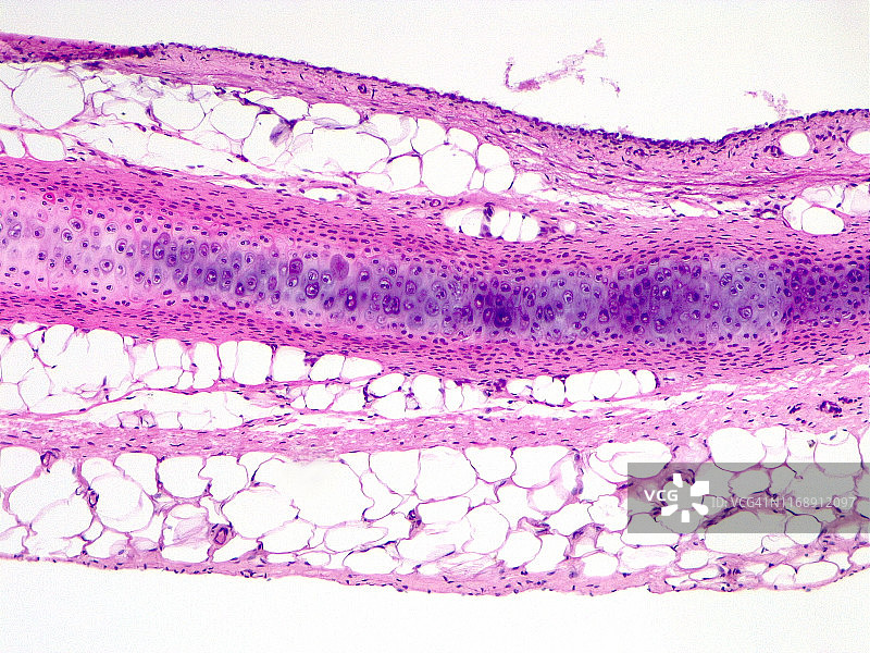 透明软骨10倍光学显微照片图片素材