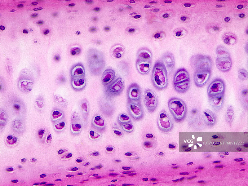 透明软骨，40倍光学显微照片图片素材