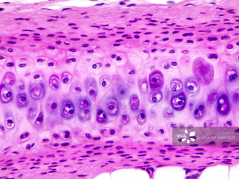 透明软骨，40倍光学显微照片图片素材