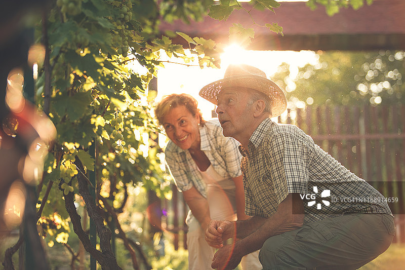 葡萄园里的幸福图片素材