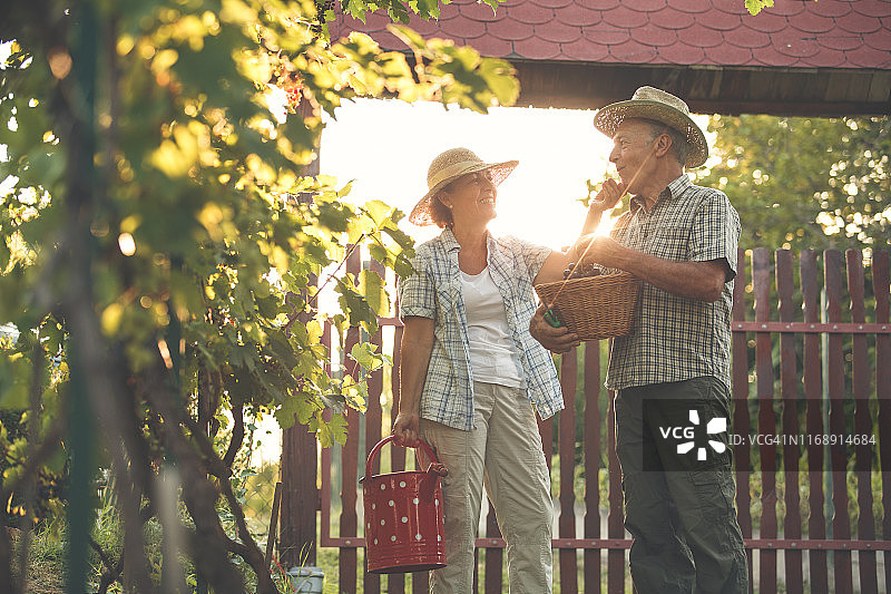 在葡萄园里快乐的老年夫妇图片素材