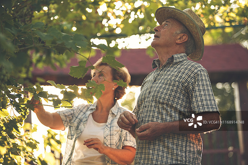 酿酒师采摘葡萄图片素材