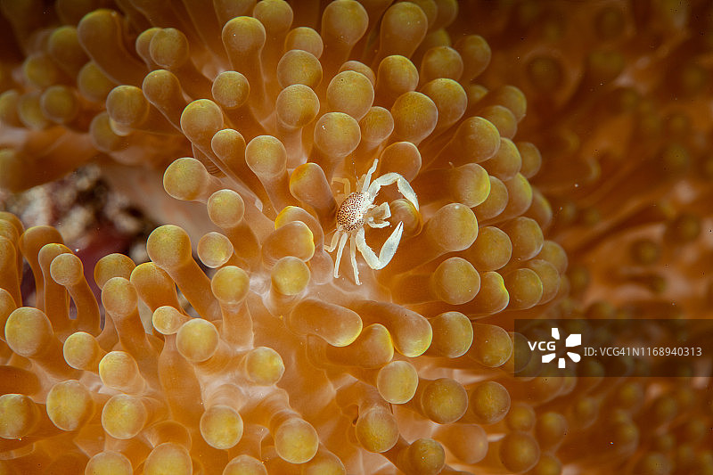 海葵上的瓷蟹(Neopetrolisthes maculatus)图片素材