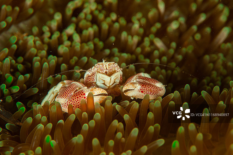 海葵上的瓷蟹(Neopetrolisthes maculatus)图片素材