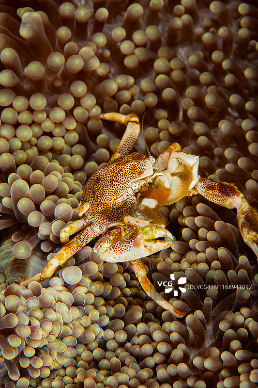 海葵上的瓷蟹(Neopetrolisthes maculatus)图片素材