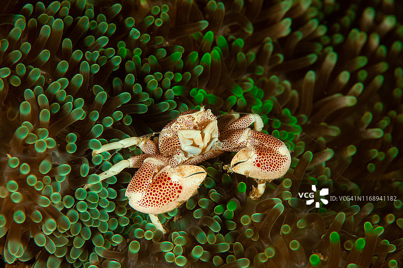 海葵上的瓷蟹(Neopetrolisthes maculatus)图片素材
