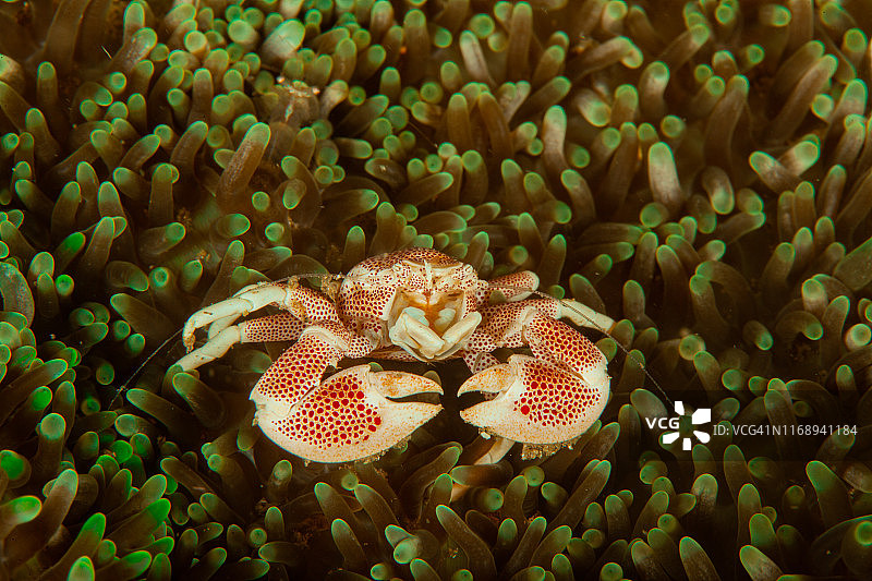 海葵上的瓷蟹(Neopetrolisthes maculatus)图片素材
