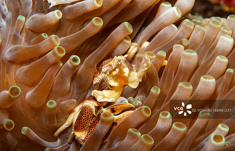 海葵上的瓷蟹(Neopetrolisthes maculatus)图片素材