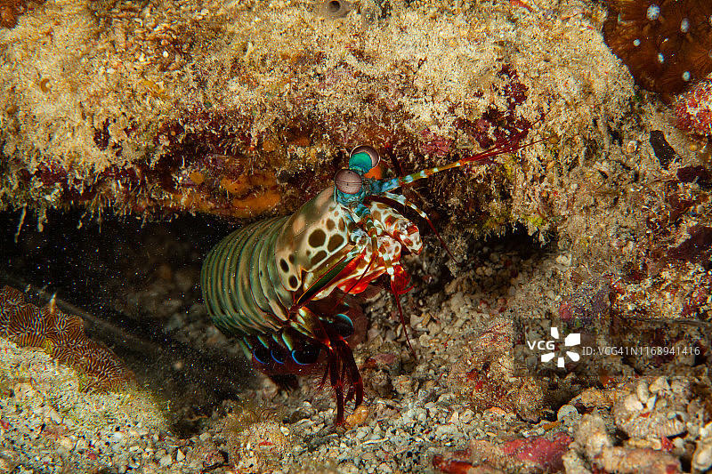 海葵上的瓷蟹(Neopetrolisthes maculatus)图片素材